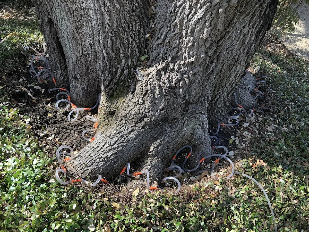 Detailed Tree Cabling and Bracing job site in Skull Valley