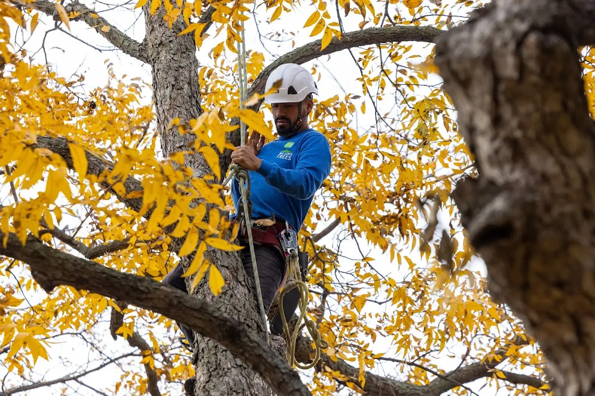 Skilled Tree Planing crew working in Skull Valley