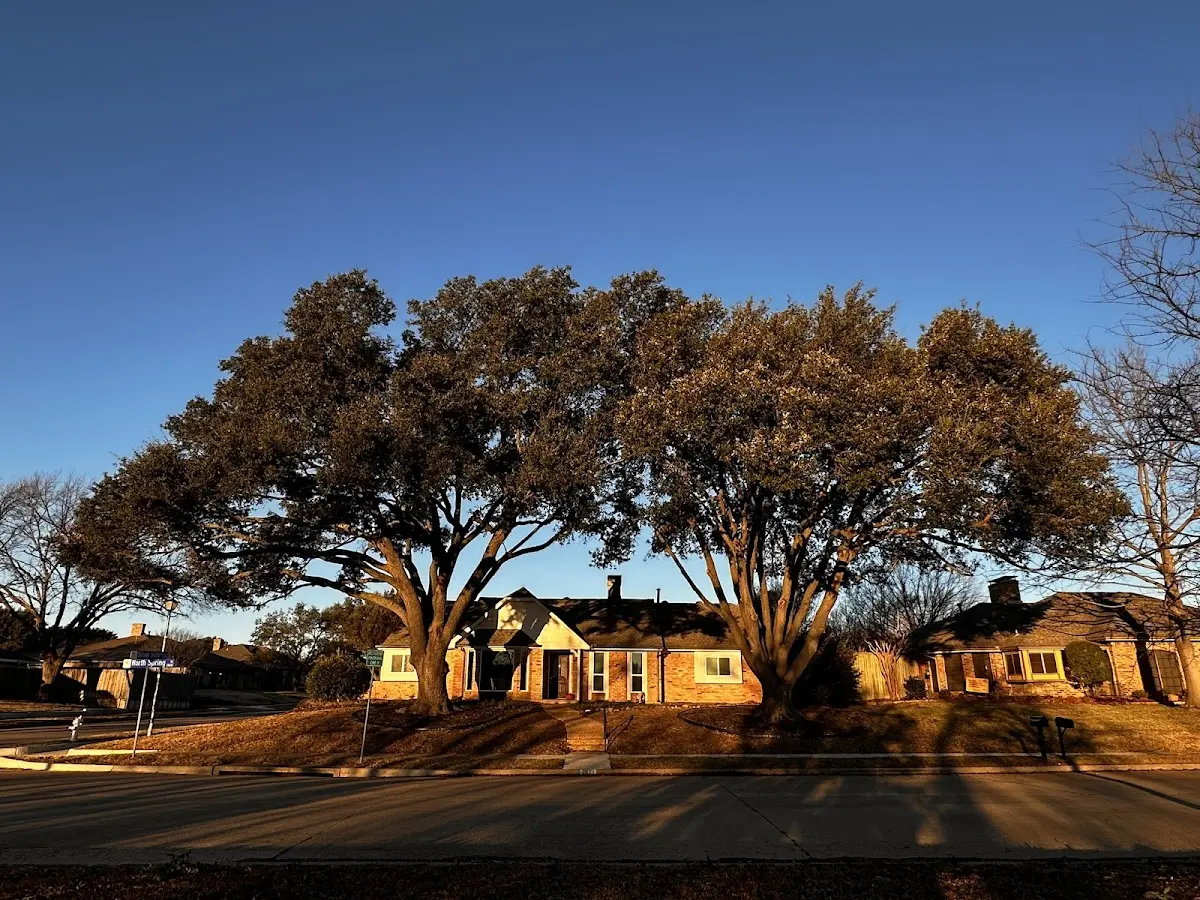 Established residential canopy tree shading a home in Skull Valley